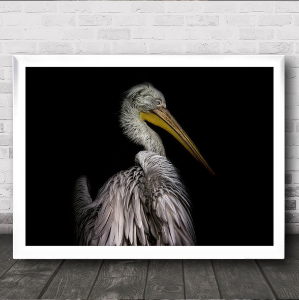 Portrait Of A Pelican Animals Birds Animal Bird Beak Wall Art Print