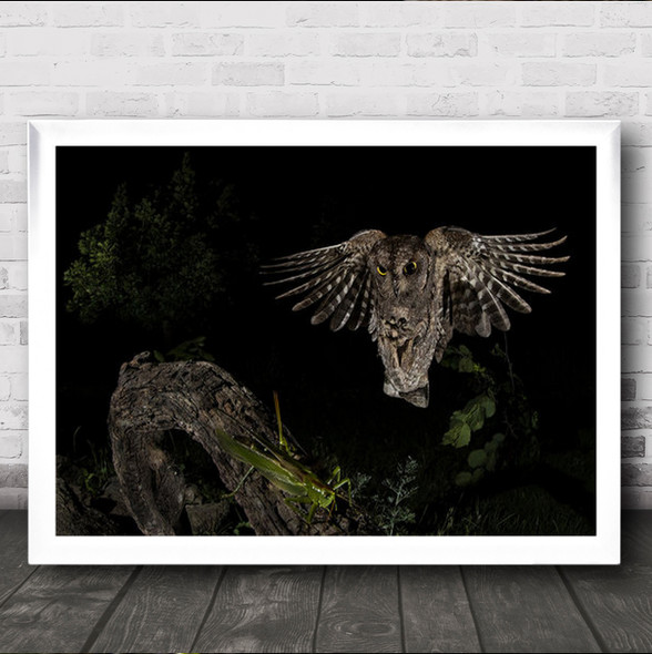Scops Owl Night Fly Hunting Hopper Dark Flash Animal Wall Art Print