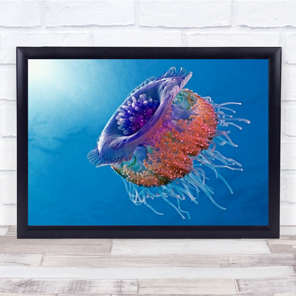 Crown Jellyfish Jelly Sea Egypt Underwater Ocean Wall Art Print