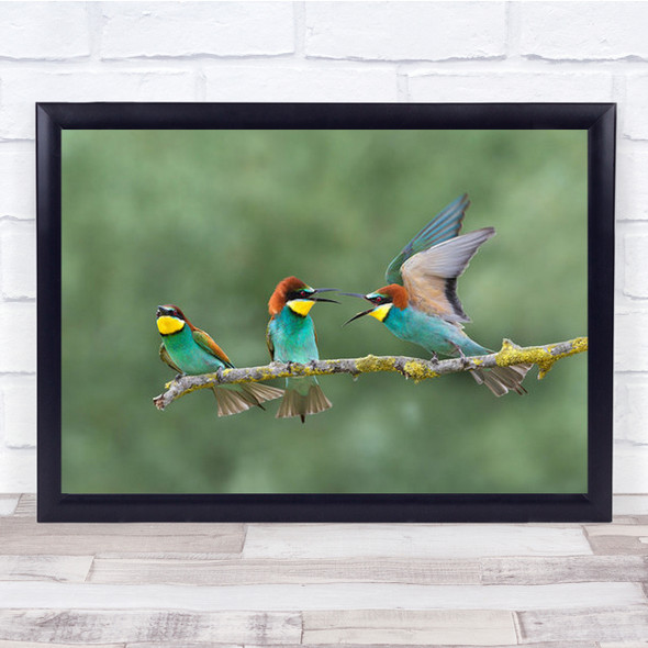 Discussions Bee-Eaters Struggle Scrivia Italy Wall Art Print