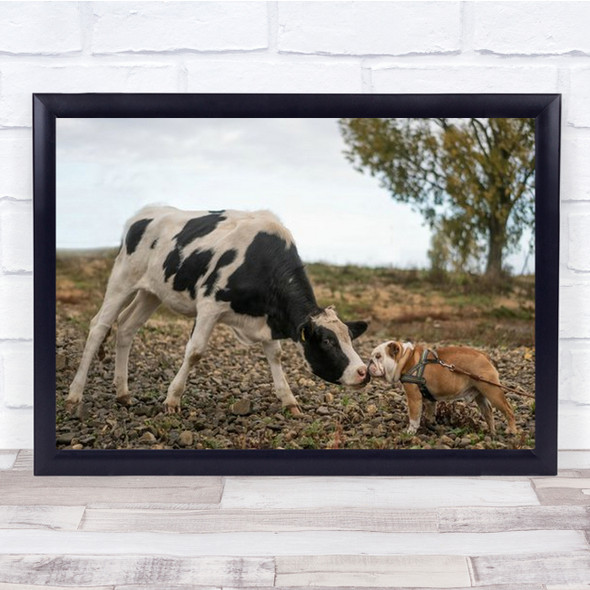 The Meeting Cow And Bulldog Sniffing In Field Wall Art Print