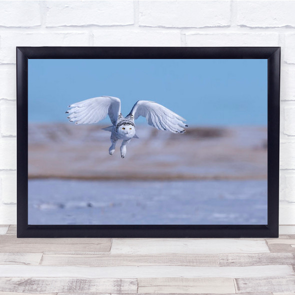 Snow Owl Wings Spread Wide Flying Landscape Wall Art Print