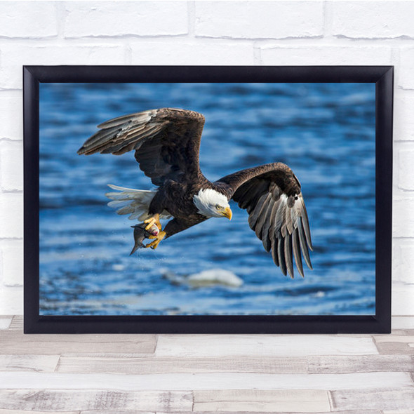 Bald Eagle Catching Fish Wall Art Print