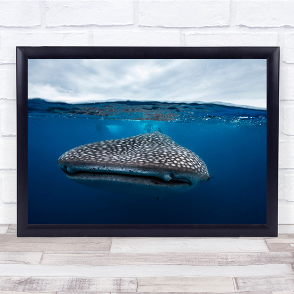 Shark Whaleshark Whale-Shark Wildlife Sea Ocean Underwater Print - PETTEX1598336