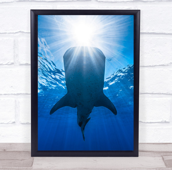 Shark Whaleshark Whale-Shark Wildlife Sea Ocean Underwater Print - PETTEX1599667