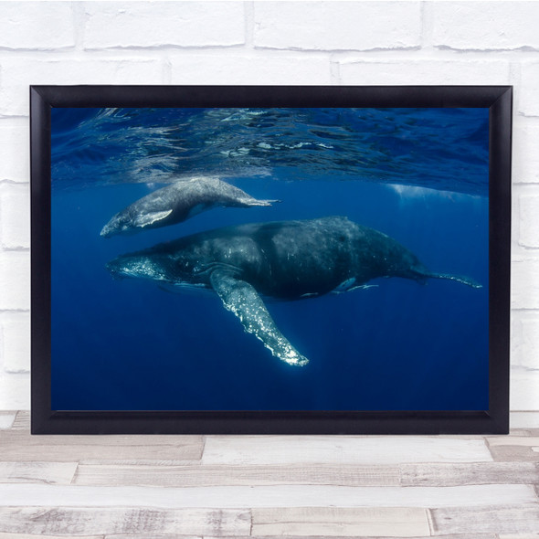 Humpback Whales, Reunion Island Underwater Sealife Wall Art Print - PETTEX903775