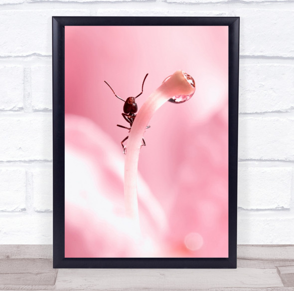Ant Macro Pink Droplet Bokeh Garden Drop Bug Pastel Colour Colors Wall Art Print