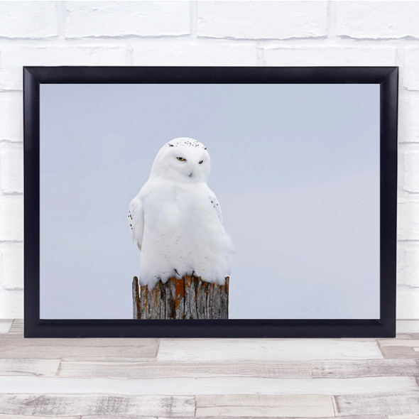 Snowy owl Owl Winter Nature Cold Canada Wildlife Beauty Snow Male Wall Art Print