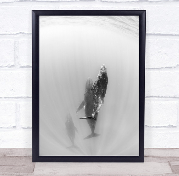 Whale Underwater Family Ocean Pacific Tonga Humpback Whales Black & White Print