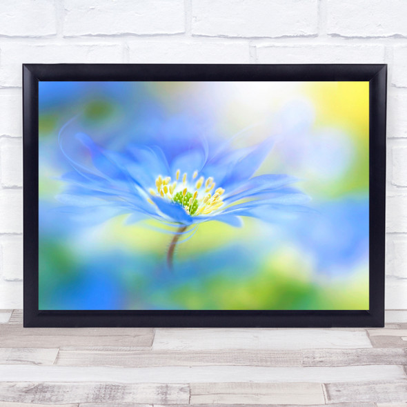 Anemone Blanda Windflower Flower Blue Spring Close-Up Soft Macro Wall Art Print