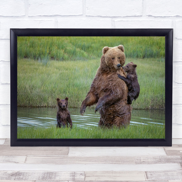 Bear Alaska Feeding Nursing Mother Cubs Grizzly Fun Funny Humour Wall Art Print