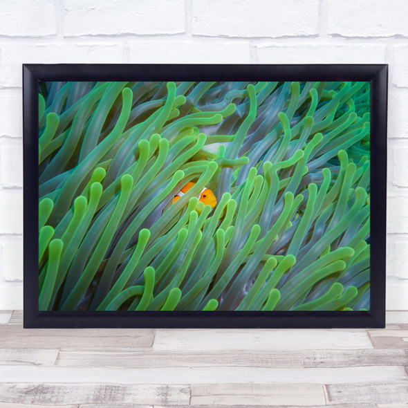 Fish Anemone Underwater Clownfish Green Hide Hiding Cover Hidden Wall Art Print