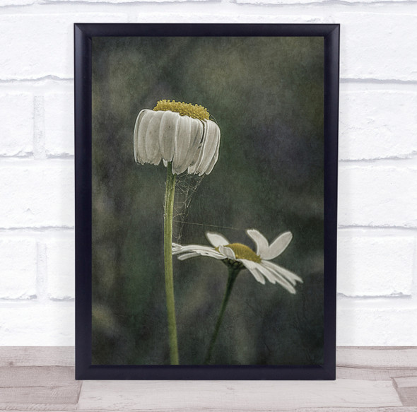 Flower Flowers Flora Floral Botanical Macro Daisy Daises Hanging Wall Art Print