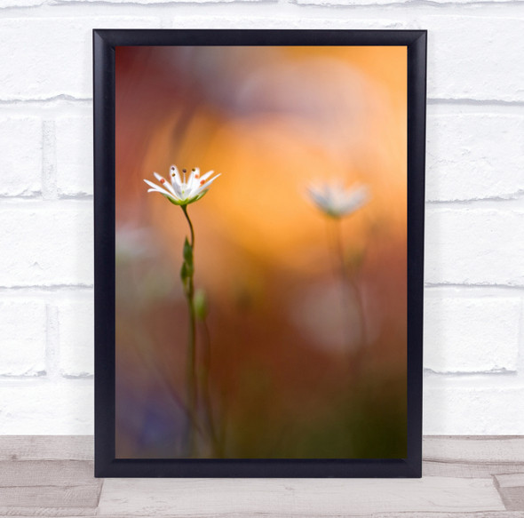 Flowers Macro Orange Bokeh Flower Summer Blur Blurry Soft Gentle Wall Art Print