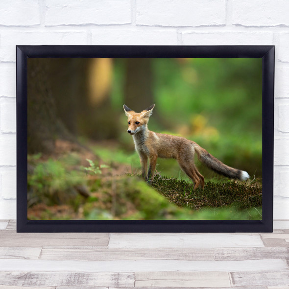 Fox Red Cute Baby Tail Fur Furry Forest Bokeh Young Cub Wildlife Wall Art Print