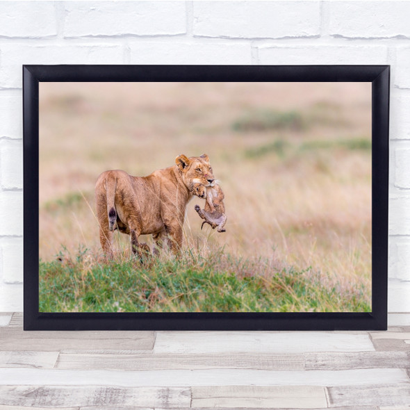 Kenya Lion Cub Masai Mara Lioness Young Baby Cute Carry Carrying Wall Art Print