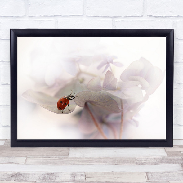 Macro Ladybird Ladybug Red Soft High Key High Key Flower Flowers Wall Art Print