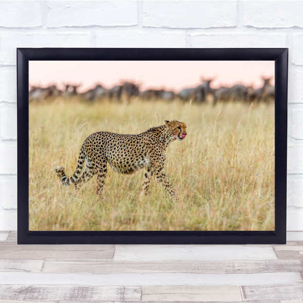 Nature Animal Wild Wildlife Predator Cheetah Kenya Safari Africa Wall Art Print