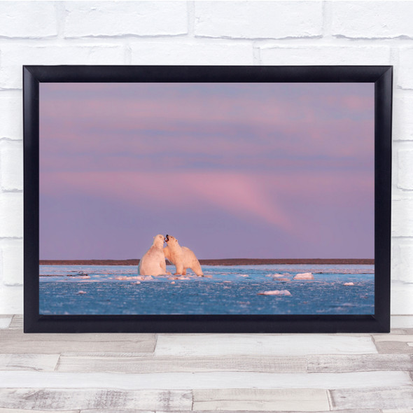 Polar bear Alaska Wildlife Animal Sunrise Fight Polar Bear Bears Wall Art Print