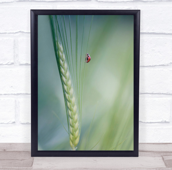 Wheat Ladybird Insect Insects Macro Bokeh Ladybug Green Untitled Wall Art Print