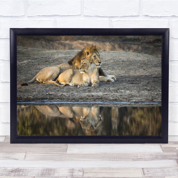 Wildlife Wild Animal Nature Water Reflection Couple Lion Lioness Wall Art Print