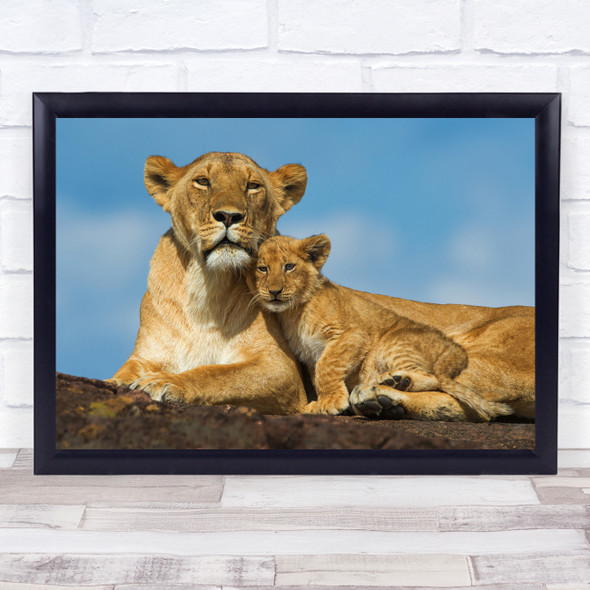 Wildlife Wild Nature Animal Animals Lion Lions Cub Family Mother Wall Art Print