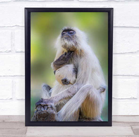 Wildlife Wild Nature Animal Animals Monkey Monkeys Ape Apes Feed Wall Art Print