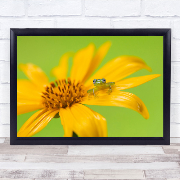 Landscape Frogs Animal Nature Macro Glass Frog Ghost Glass Frog Wildlife Print