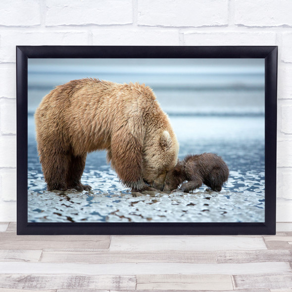 Alaska Cubs Wildlife Nature Feeding Lake Clark Brown Bear Bears Wall Art Print