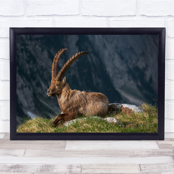 Alpine Ibex Mountain Goat Wildlife Wild Nature Animals mountain Wall Art Print