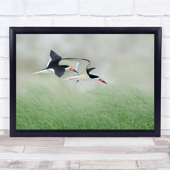 Birds Grass Couple Pair Wildlife Wild Nature Flight Fly Animals Wall Art Print