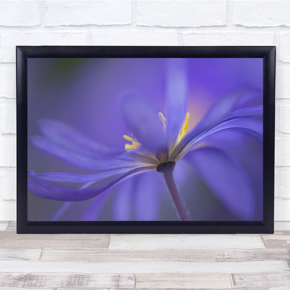 Flower Flora Floral Anemone Blue Purple Macro Soft Petals Waves Wall Art Print