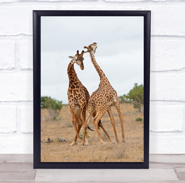 Giraffes Necking Struggle Tsavo-East Kenya Africa Wildlife Wild Wall Art Print