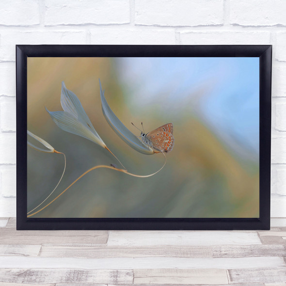 Insect Butterfly Oats Butterflies Blur Blurry Macro Bug Resting Wall Art Print