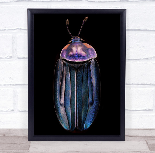 Insect Macro Stacking Beetle Purple Beetles Bug Bugs Insects No Wall Art Print