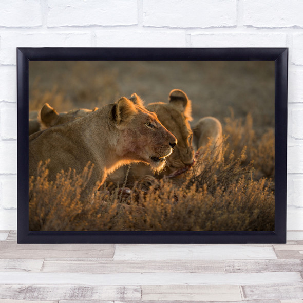 Lion Lioness Nature Africa Safari Dust Kill Eat Kgalagadi Lions Wall Art Print