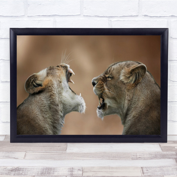 Lion Lioness Roar Fangs Wildlife Nature Couple Pair Interaction Wall Art Print