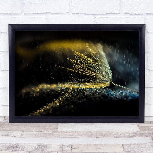 Macro Drops Dandelion Droplets Backlight Light Seed Seeds Water Wall Art Print