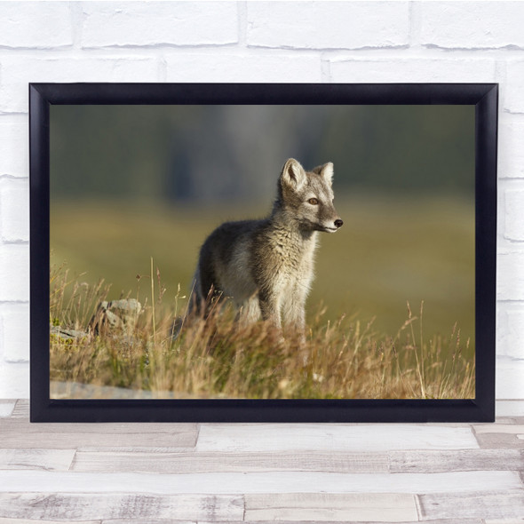 Nature Animal Fox Arctic Cute Fur Furry Puppy Cub Wildlife Wild Wall Art Print