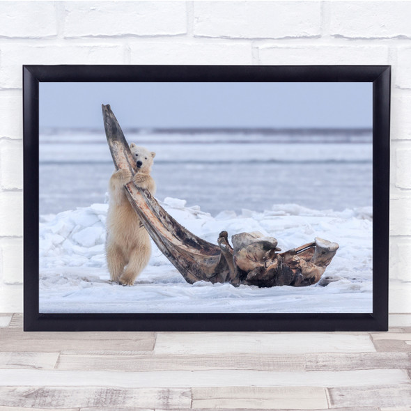 Polar bear Wildlife Animal Bone Cub Ice Alaska Bear Polar Bears Wall Art Print