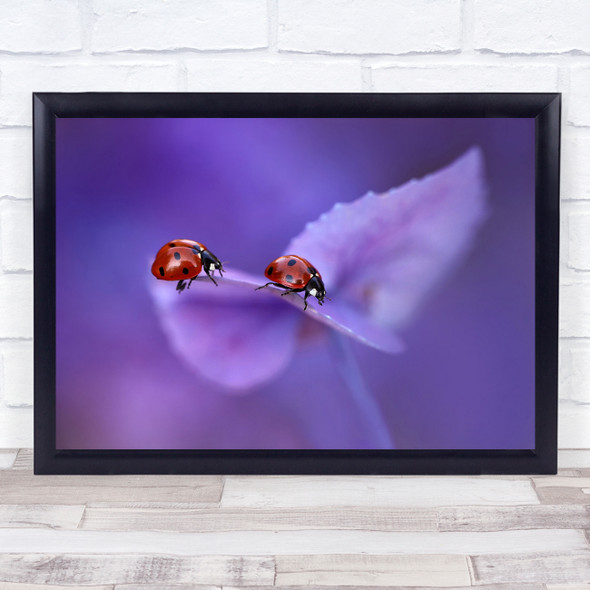 Purple Ladybug Ladybird Bokeh Soft Garden Macro Pair Couple Duo Wall Art Print