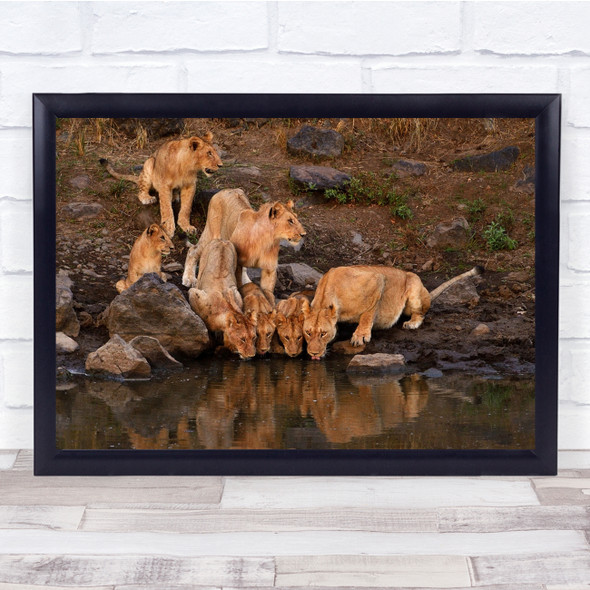 River Lioness Cubs Drink Masai Waterhole Mara Africa Lion Lions Wall Art Print