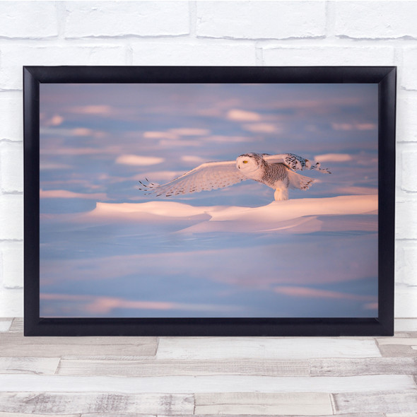 Snow Snowy Owl Sunset Pink Dusk Quebec Canada Winter Bird Birds Wall Art Print