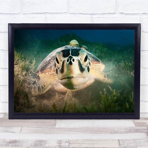 Turtle Underwater Sea Wildlife Nature Red Bottom Close Up Marsa Wall Art Print