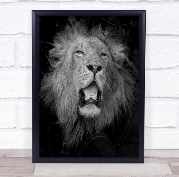 Lion Mane Fangs Roar Masai Mara Kenya Africa Black & White Lions Feline Print