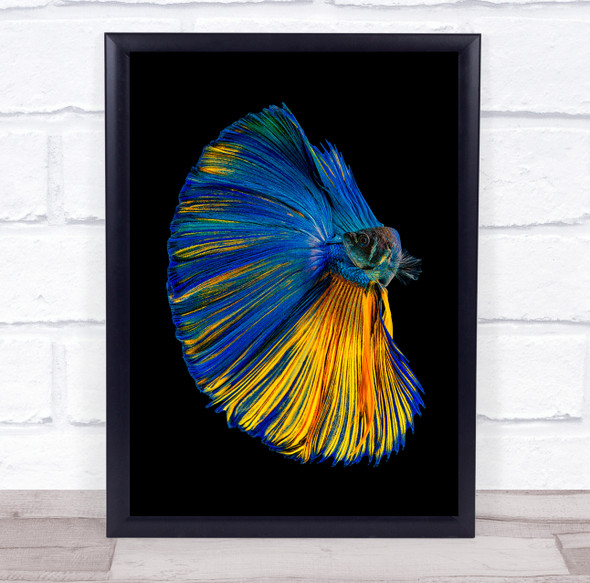 Animal Animals Fish Colour Colors Colourful No Background Dark Wall Art Print