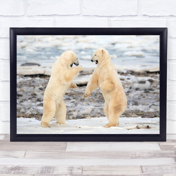 Canada Manitoba Bear Fighting Bears Polar Fight Duel Challenge Wall Art Print