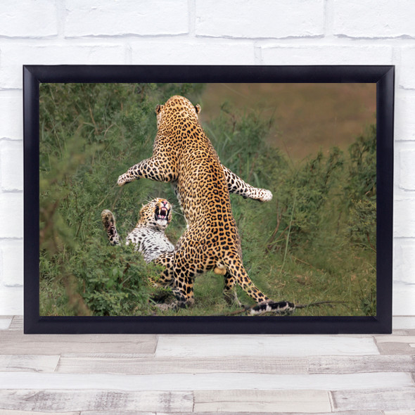 Duel Fight leopard Challenge Roar Cry Fangs Anger Angry Mating Wall Art Print