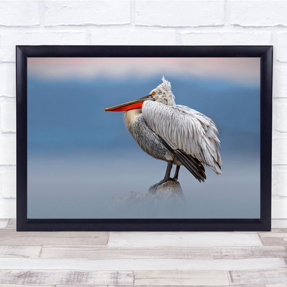 Greece Birds Pelican Pelicans Bird Animal Animals Lake Kerkini Wall Art Print