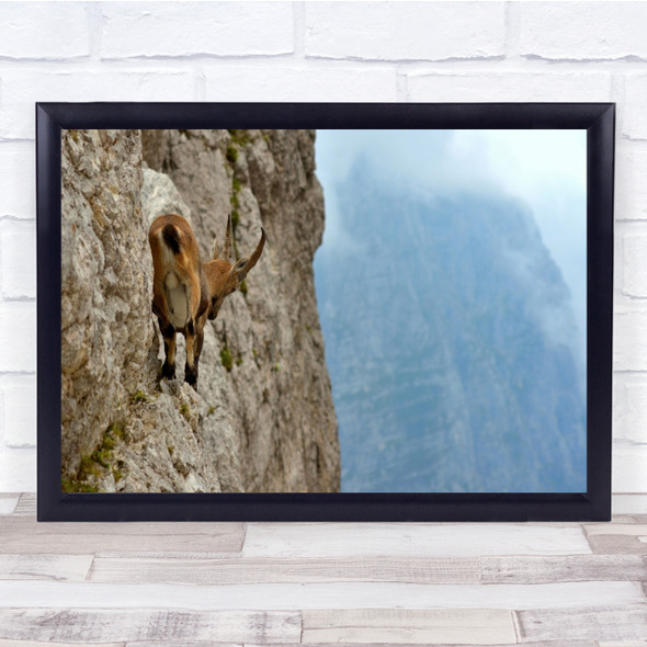 Ibex Friuli Alps Italy Mountain Goat Balance Ledge Steep Cliff Wall Art Print